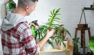 Plagas Comunes En El Hogar