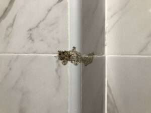 Preguntas Frecuentes Sobre Las Termitas