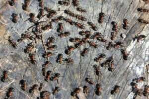 A Swarm Of Ants