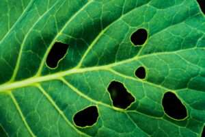 Cabbage Leaf With Holes Is Ed By Beetles Pests.