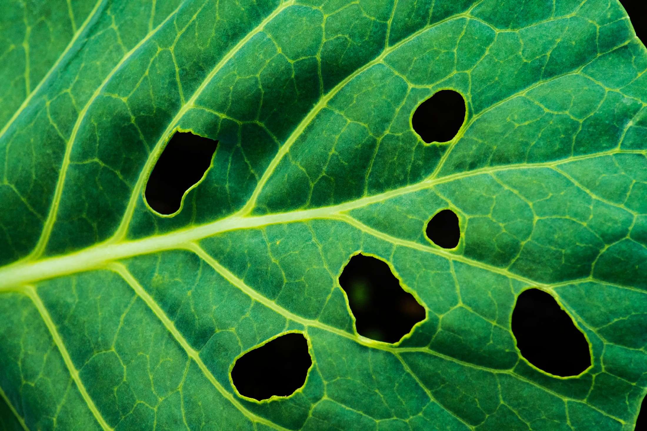 Cabbage Leaf With Holes Is Ed By Beetles Pests.