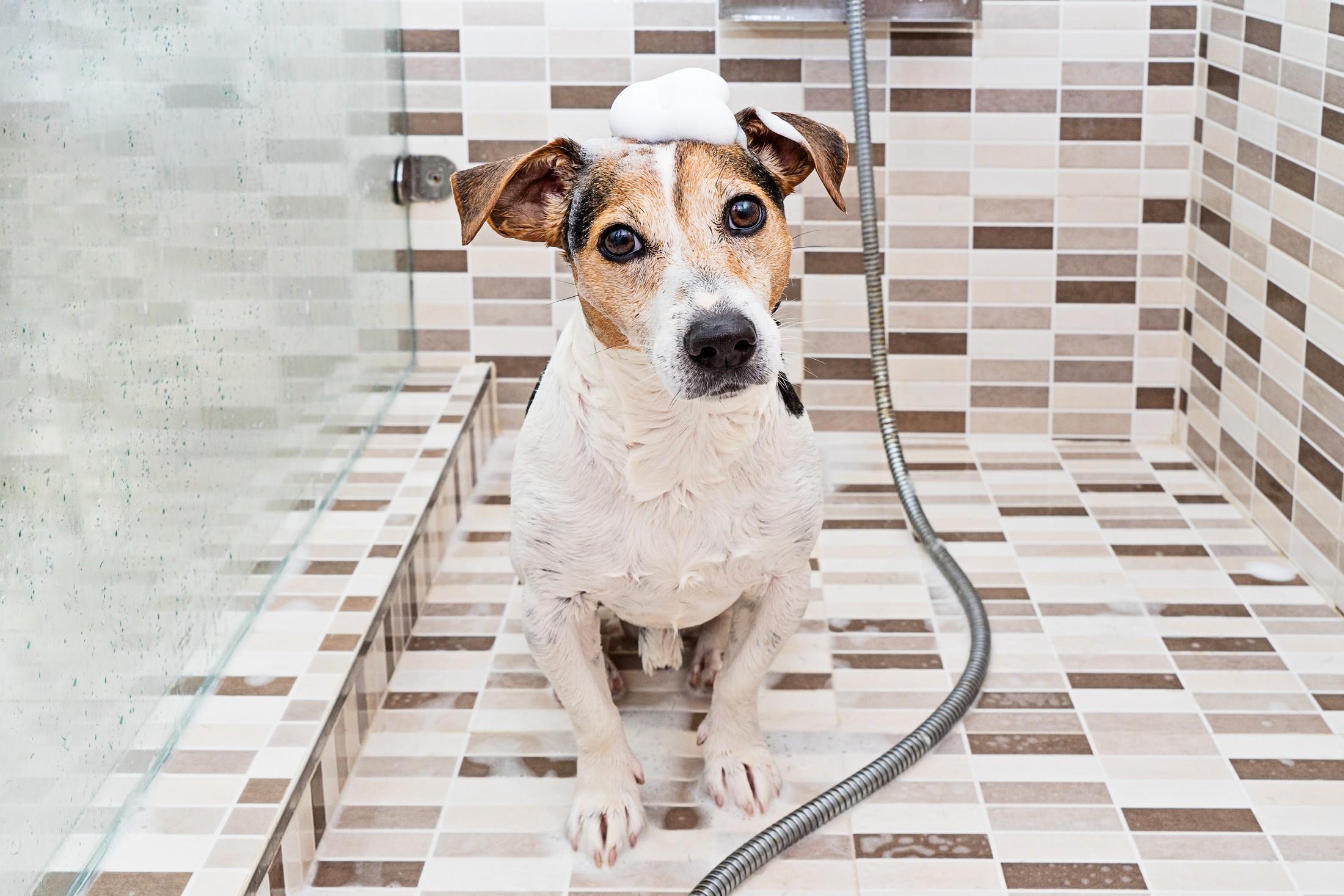 wet puppy dog jack russell with foam on head in sh 2022 11 11 06 31 47 utc